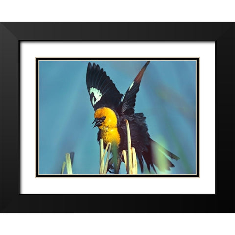 Yellow-headed Blackbird Black Modern Wood Framed Art Print with Double Matting by Fitzharris, Tim