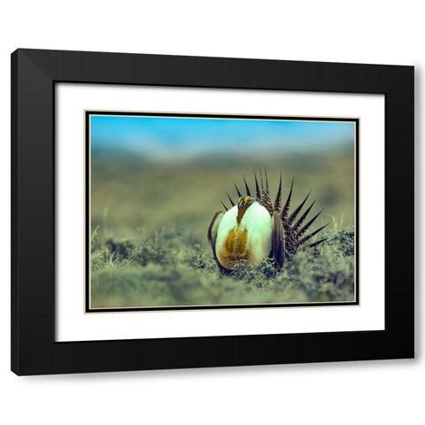 Sage Grouse in Courtship Display Black Modern Wood Framed Art Print with Double Matting by Fitzharris, Tim