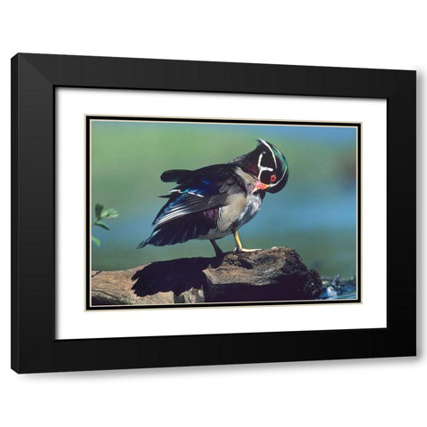 Wood Duck Drake Preening Black Modern Wood Framed Art Print with Double Matting by Fitzharris, Tim