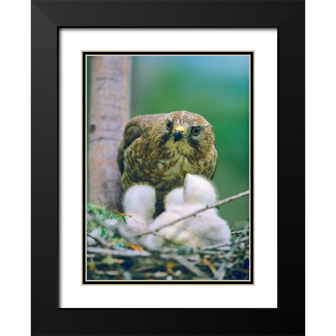 Broad-winged Hawk Black Modern Wood Framed Art Print with Double Matting by Fitzharris, Tim