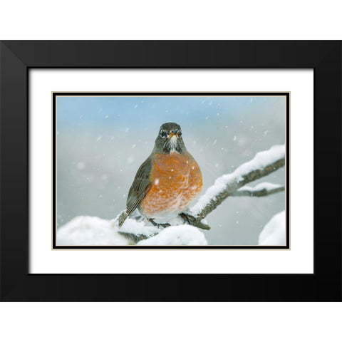 American Robin with Snow Black Modern Wood Framed Art Print with Double Matting by Fitzharris, Tim