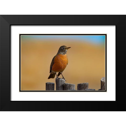 American Robin Black Modern Wood Framed Art Print with Double Matting by Fitzharris, Tim