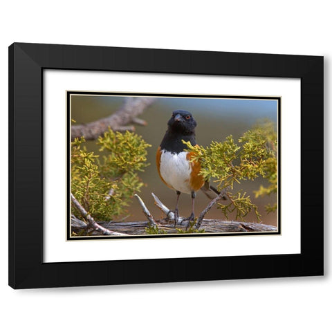 Rufous-sided Towhee Black Modern Wood Framed Art Print with Double Matting by Fitzharris, Tim