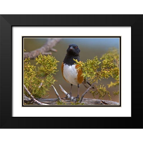 Rufous-sided Towhee Black Modern Wood Framed Art Print with Double Matting by Fitzharris, Tim