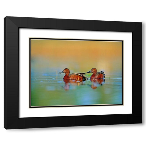 Cinnamon Teals Black Modern Wood Framed Art Print with Double Matting by Fitzharris, Tim