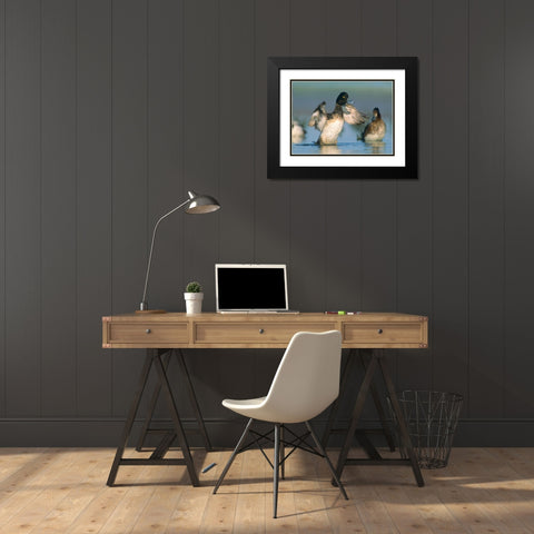 Lesser Scaup Drake Exercising his Wings Black Modern Wood Framed Art Print with Double Matting by Fitzharris, Tim