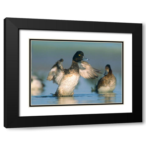 Lesser Scaup Drake Exercising his Wings Black Modern Wood Framed Art Print with Double Matting by Fitzharris, Tim