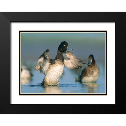 Lesser Scaup Drake Exercising his Wings Black Modern Wood Framed Art Print with Double Matting by Fitzharris, Tim