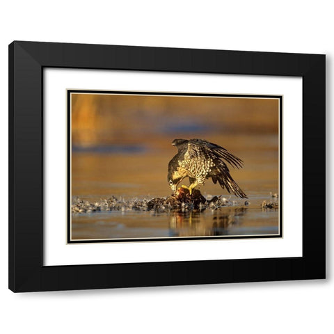 Peregrine Falcon with Prey Black Modern Wood Framed Art Print with Double Matting by Fitzharris, Tim