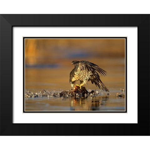 Peregrine Falcon with Prey Black Modern Wood Framed Art Print with Double Matting by Fitzharris, Tim