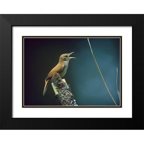 House Wren Singing Black Modern Wood Framed Art Print with Double Matting by Fitzharris, Tim