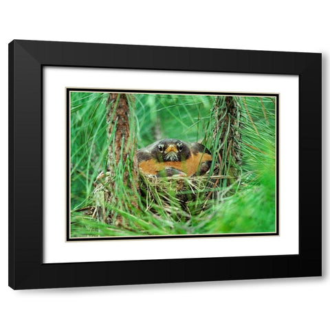 American Robin on Nest with Young Black Modern Wood Framed Art Print with Double Matting by Fitzharris, Tim