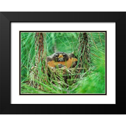 American Robin on Nest with Young Black Modern Wood Framed Art Print with Double Matting by Fitzharris, Tim