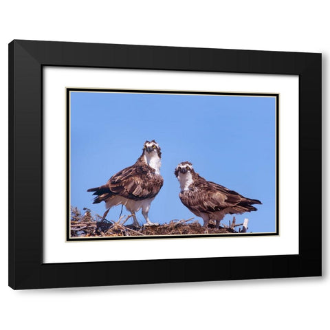 Ospreys on Nest Black Modern Wood Framed Art Print with Double Matting by Fitzharris, Tim