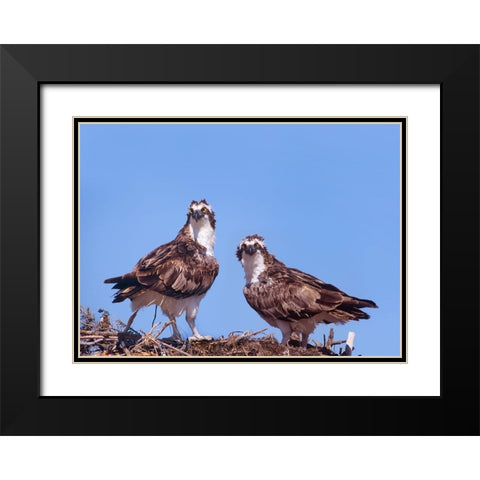 Ospreys on Nest Black Modern Wood Framed Art Print with Double Matting by Fitzharris, Tim