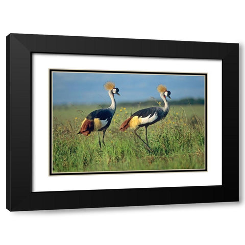 Crowned Cranes Pair Black Modern Wood Framed Art Print with Double Matting by Fitzharris, Tim