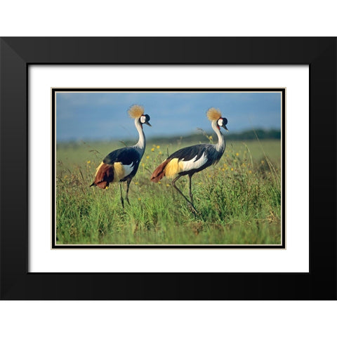 Crowned Cranes Pair Black Modern Wood Framed Art Print with Double Matting by Fitzharris, Tim