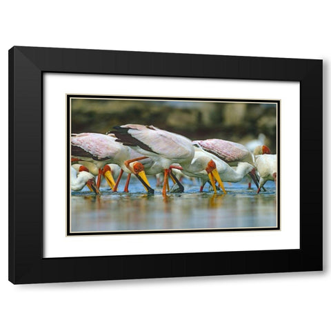 Yellow-billed Storks Feeding-Kenya Black Modern Wood Framed Art Print with Double Matting by Fitzharris, Tim