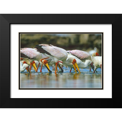 Yellow-billed Storks Feeding-Kenya Black Modern Wood Framed Art Print with Double Matting by Fitzharris, Tim