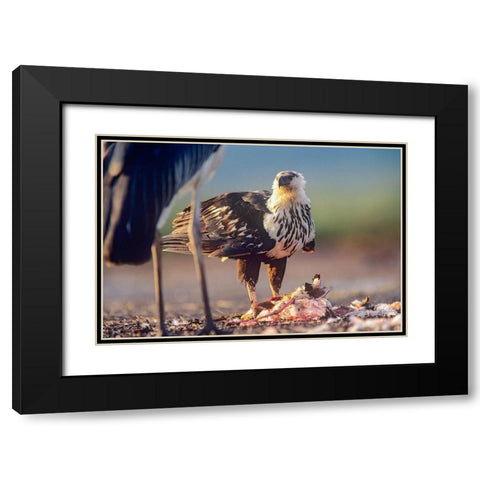 African Fish Eagle over Flamigo Carcass-Kenya Black Modern Wood Framed Art Print with Double Matting by Fitzharris, Tim