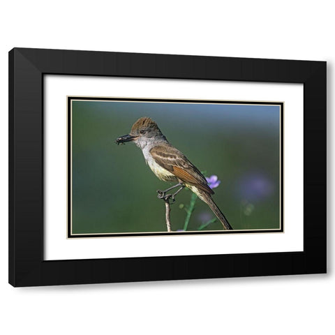 Ash-throated Flycatcher with Insect Black Modern Wood Framed Art Print with Double Matting by Fitzharris, Tim