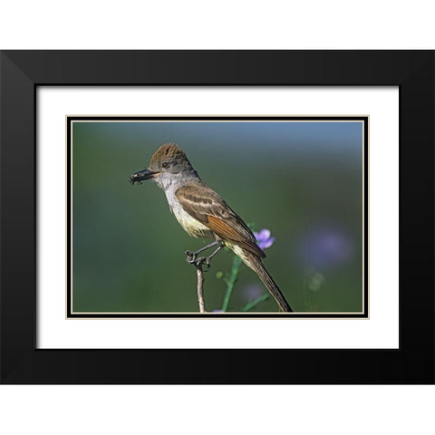 Ash-throated Flycatcher with Insect Black Modern Wood Framed Art Print with Double Matting by Fitzharris, Tim