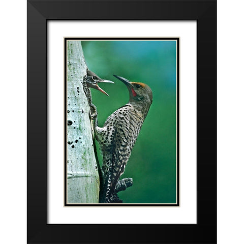 Northern Flicker Male Feeding Young Black Modern Wood Framed Art Print with Double Matting by Fitzharris, Tim