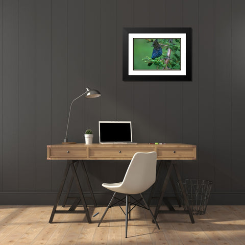 Stellers Jay Black Modern Wood Framed Art Print with Double Matting by Fitzharris, Tim