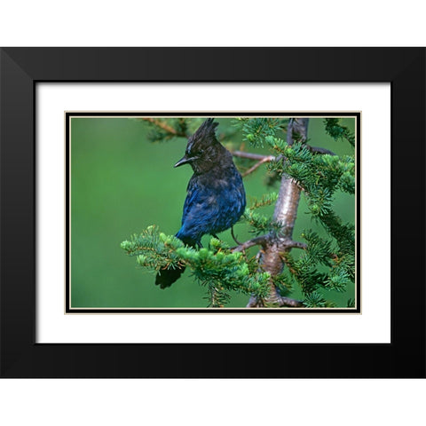Stellers Jay Black Modern Wood Framed Art Print with Double Matting by Fitzharris, Tim