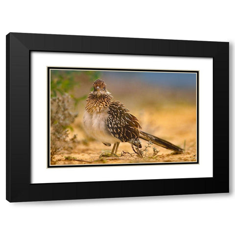 Greater Roadrunner Sunning Black Modern Wood Framed Art Print with Double Matting by Fitzharris, Tim