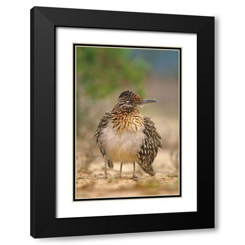 Greater Roadrunner Black Modern Wood Framed Art Print with Double Matting by Fitzharris, Tim