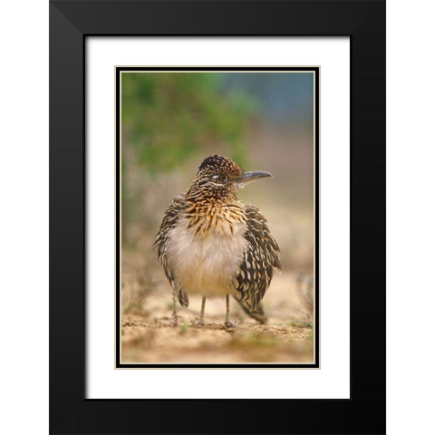 Greater Roadrunner Black Modern Wood Framed Art Print with Double Matting by Fitzharris, Tim