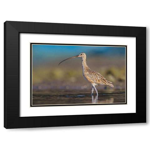 Long-billed Curlew Black Modern Wood Framed Art Print with Double Matting by Fitzharris, Tim
