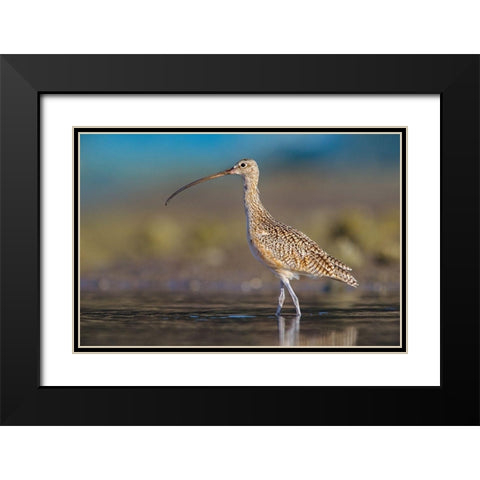 Long-billed Curlew Black Modern Wood Framed Art Print with Double Matting by Fitzharris, Tim