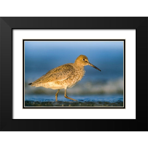 Willet Black Modern Wood Framed Art Print with Double Matting by Fitzharris, Tim