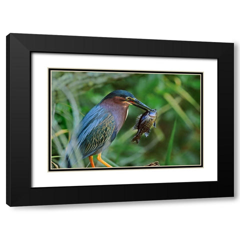 Green Heron with Fish Black Modern Wood Framed Art Print with Double Matting by Fitzharris, Tim