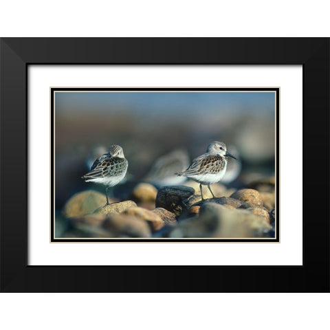 Western Sandpipers Black Modern Wood Framed Art Print with Double Matting by Fitzharris, Tim