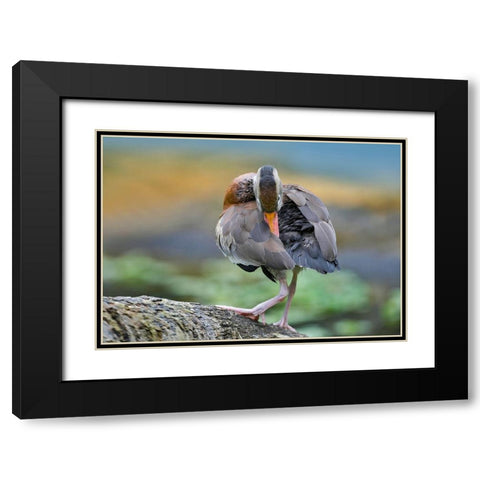 Black-bellied Whistling Duck Preening Black Modern Wood Framed Art Print with Double Matting by Fitzharris, Tim