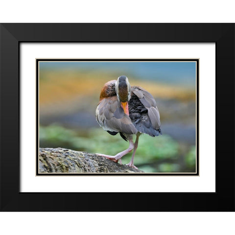 Black-bellied Whistling Duck Preening Black Modern Wood Framed Art Print with Double Matting by Fitzharris, Tim