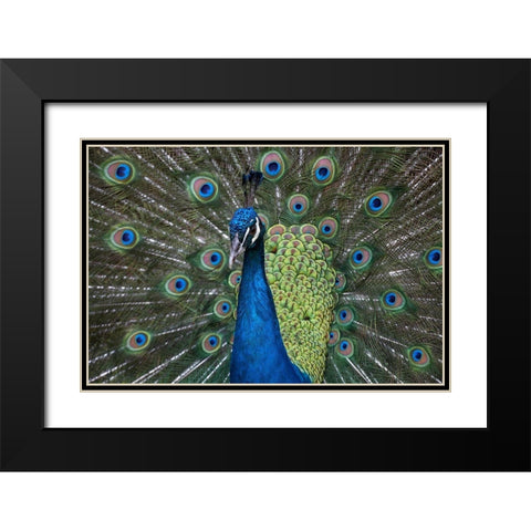 Peacock I Black Modern Wood Framed Art Print with Double Matting by Fitzharris, Tim