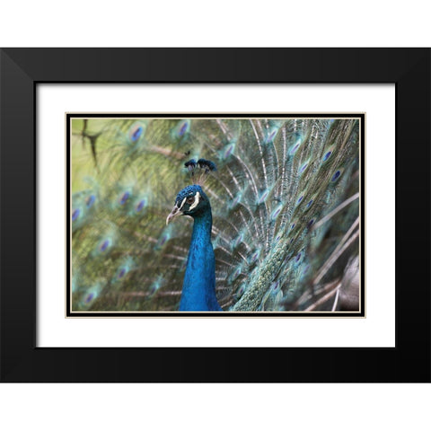 Peacock III Black Modern Wood Framed Art Print with Double Matting by Fitzharris, Tim