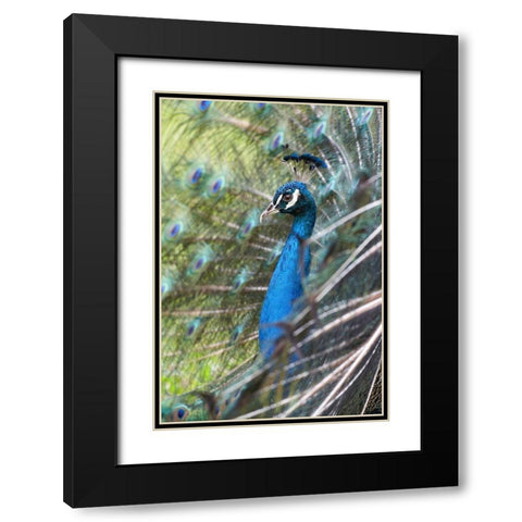 Peacock IV Black Modern Wood Framed Art Print with Double Matting by Fitzharris, Tim