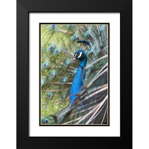 Peacock IV Black Modern Wood Framed Art Print with Double Matting by Fitzharris, Tim