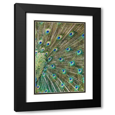 Peacock Feathers Black Modern Wood Framed Art Print with Double Matting by Fitzharris, Tim