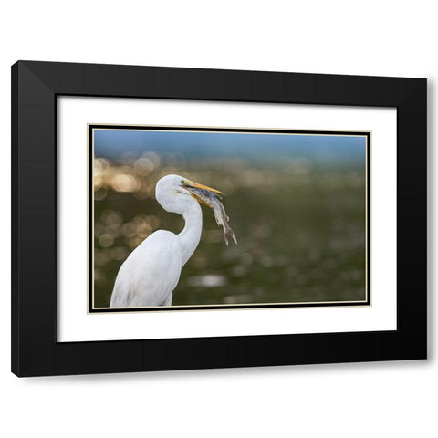 Great Egret with Fish Black Modern Wood Framed Art Print with Double Matting by Fitzharris, Tim