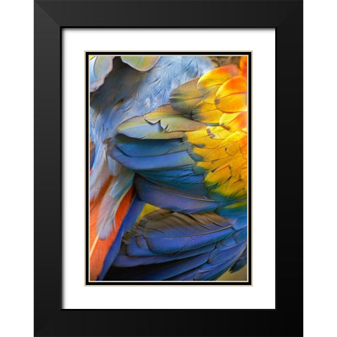 Scarlet Macaw Feathers Black Modern Wood Framed Art Print with Double Matting by Fitzharris, Tim