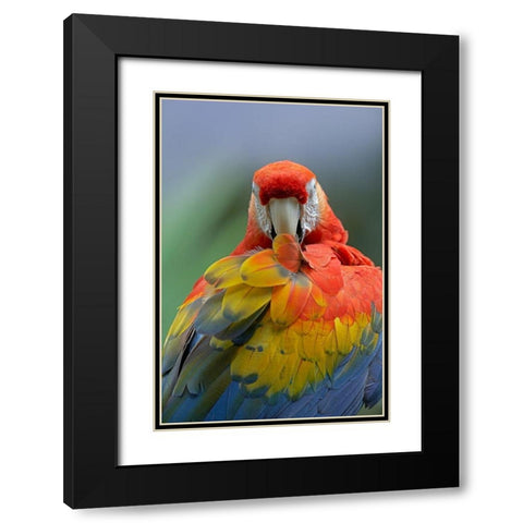 Scarlet Macaw Preening II Black Modern Wood Framed Art Print with Double Matting by Fitzharris, Tim