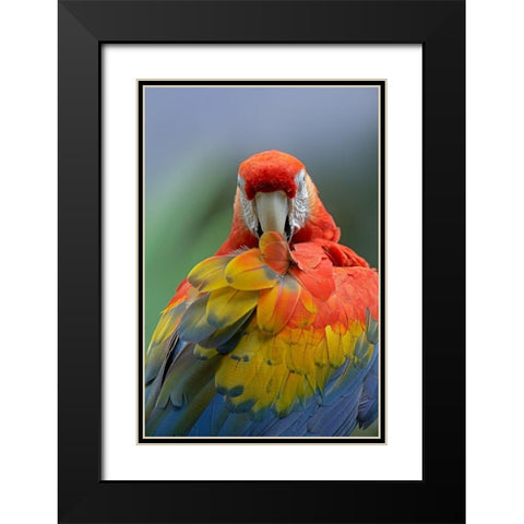 Scarlet Macaw Preening II Black Modern Wood Framed Art Print with Double Matting by Fitzharris, Tim