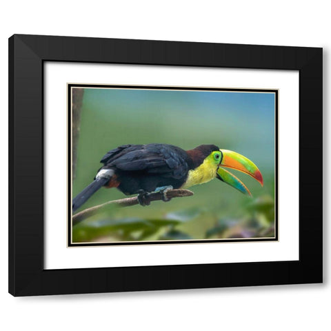 Keel-billed Toucan I Black Modern Wood Framed Art Print with Double Matting by Fitzharris, Tim