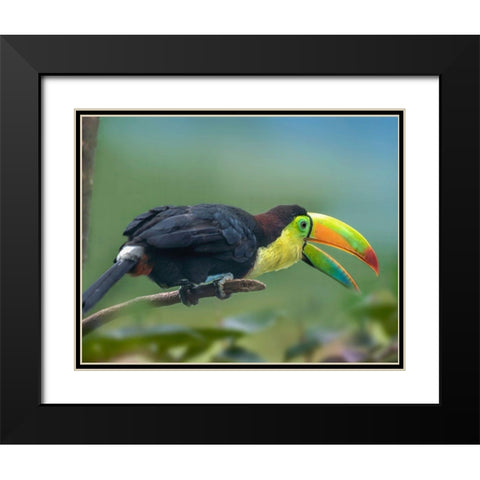 Keel-billed Toucan I Black Modern Wood Framed Art Print with Double Matting by Fitzharris, Tim